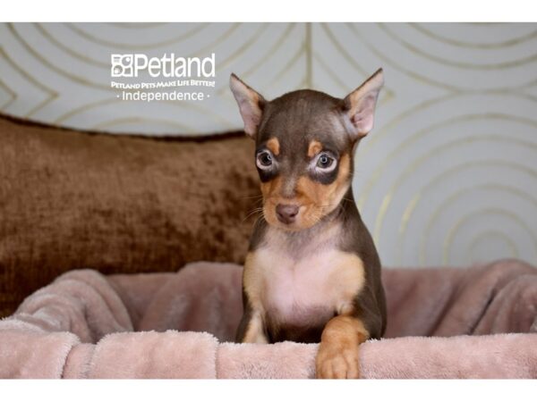 Miniature Pinscher-Dog-Female-Chocolate & Tan-5880-Petland Lee's Summit, MO