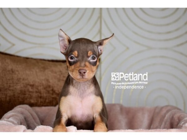 Miniature Pinscher-Dog-Female-Chocolate & Tan-5879-Petland Lee's Summit, MO