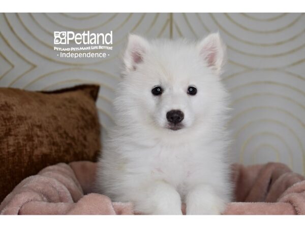 American Eskimo-Dog-Female-White-5876-Petland Lee's Summit, MO