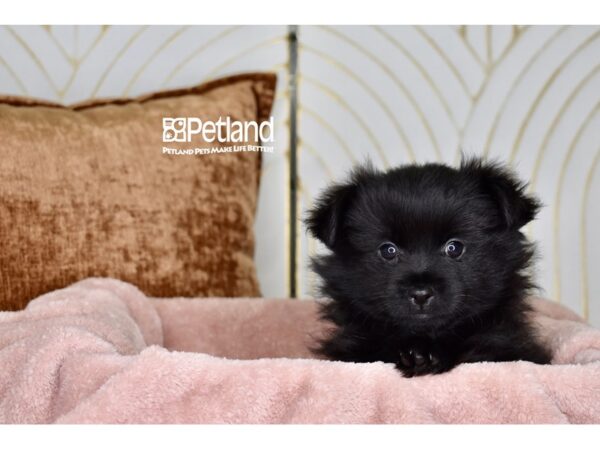 [#989] Black Female Pomeranian Puppies For Sale