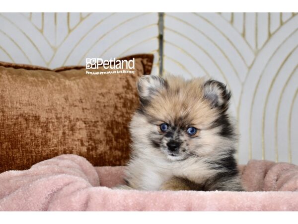 [#987] Chocolate Merle Male Pomeranian Puppies For Sale