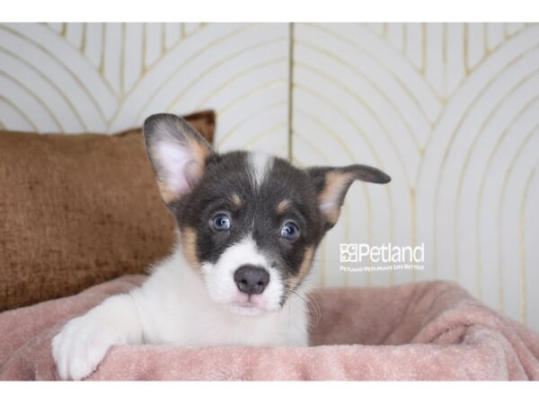 [#992] Blue, Tan, & White Male Pembroke Welsh Corgi Puppies For Sale