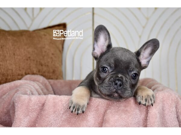 [#997] Blue & Tan Male French Bulldog Puppies For Sale