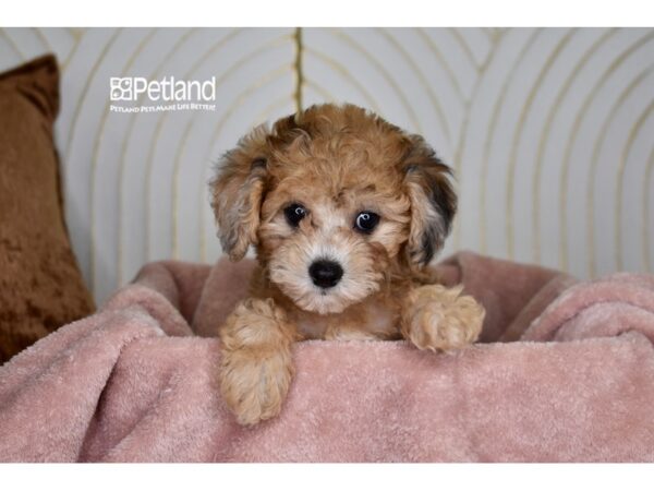 [#1004] Chocolate Merle Female Bichon Poo Puppies For Sale