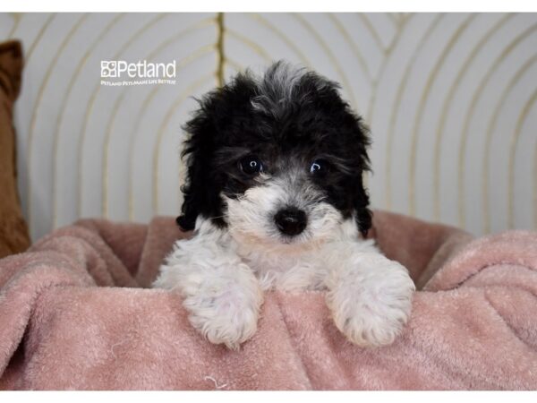 [#1002] Black & White Male Bichon Poo Puppies For Sale