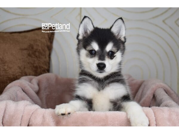 [#998] Black & White Female Alaskan Klee Kai Puppies For Sale