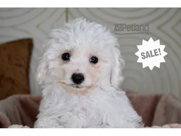 [#950] White Male Bichon Frise Puppies For Sale