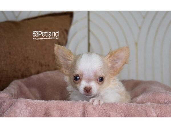 [#1006] Cream & White, Long Haired Male Chihuahua Puppies For Sale