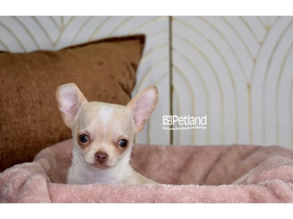 [#1007] Cream Male Chihuahua Puppies For Sale