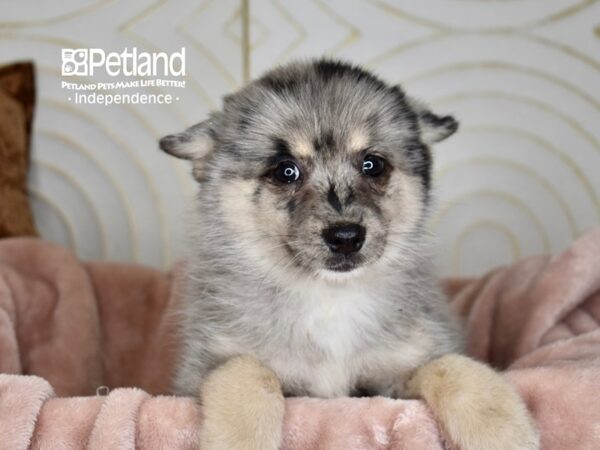 [#1011] Merle Female Pomsky 2nd Gen Puppies For Sale