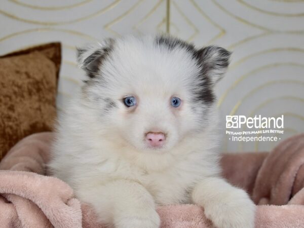 [#1010] Merle Parti Female Pomsky 2nd Gen Puppies For Sale