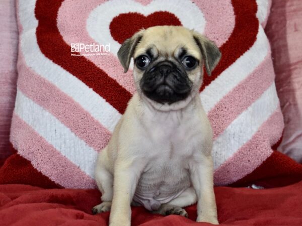 [#1131] Fawn Male Pug Puppies For Sale
