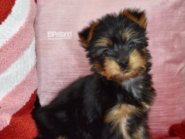 [#1135] Black / Tan Female Silky Terrier Puppies For Sale