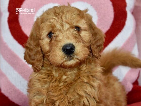 [#1149] Red Male Miniature Goldendoodle 2nd Gen Puppies For Sale