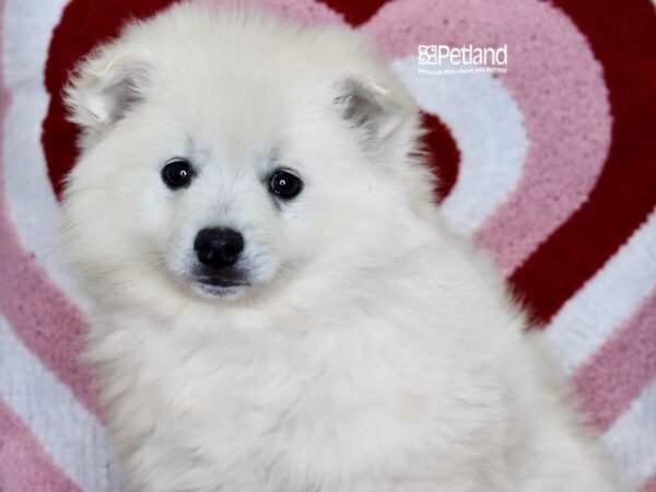 [#1152] White Female American Eskimo Puppies For Sale