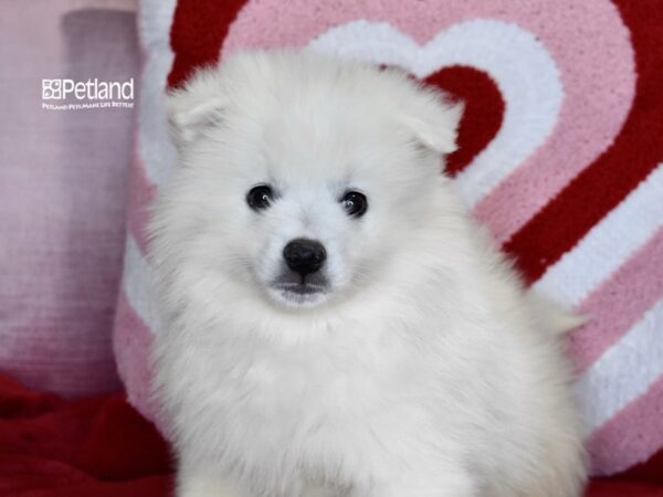 [#1151] White Male American Eskimo Puppies For Sale