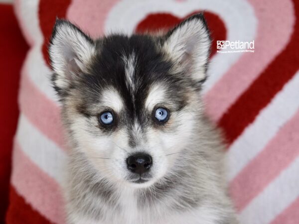 [#1154] Black & White Male Alaskan Klee Kai Puppies For Sale