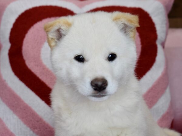 [#1161] Cream Male Shiba Inu Puppies For Sale