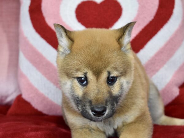 [#1160] Red Sesame Male Shiba Inu Puppies For Sale