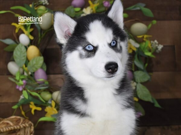[#1177] Black & White Female Siberian Husky Puppies For Sale