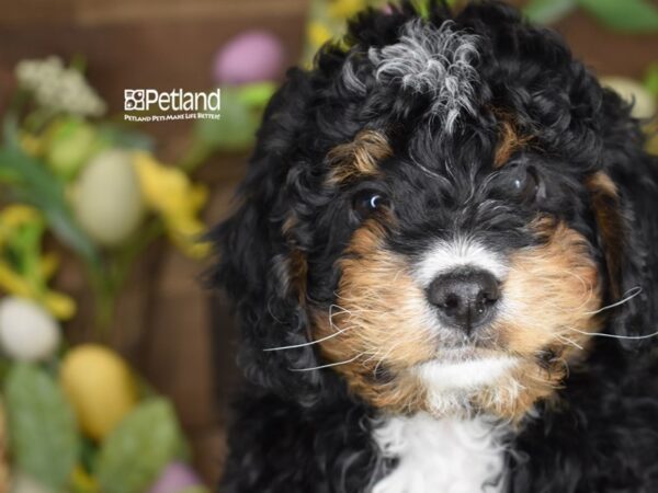 [#1176] Black & White Male Miniature Bernedoodle 2nd Gen Puppies For Sale