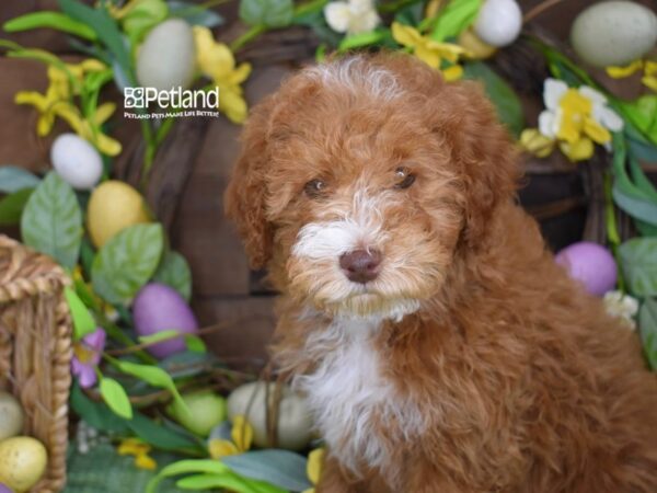[#1175] Red & White Male Miniature Goldendoodle 2nd Gen Puppies For Sale