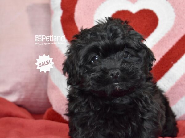 [#1124] Black Male Pekeapoo Puppies For Sale
