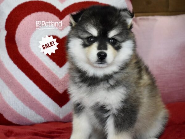 [#1138] Black & White Female Pomsky 2nd Gen Puppies For Sale
