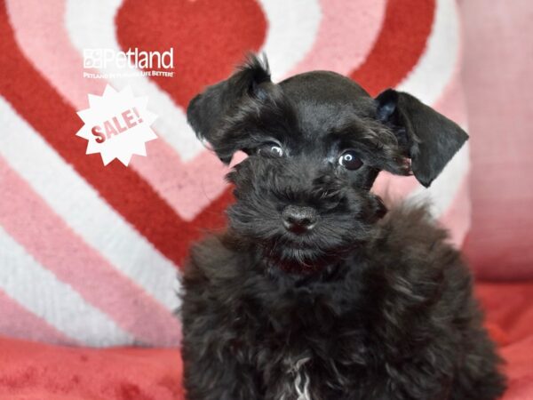 [#1170] Black Male Schnoodle Puppies For Sale