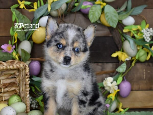 [#1184] Blue Merle / Tan Male Pomsky Puppies For Sale