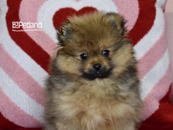 [#1167] Wolf Sable Male Pomeranian Puppies For Sale