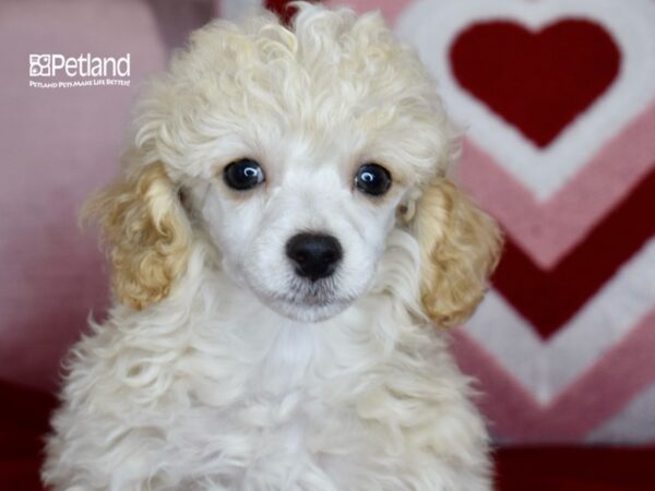 [#1173] Cream Female Poodle Puppies For Sale