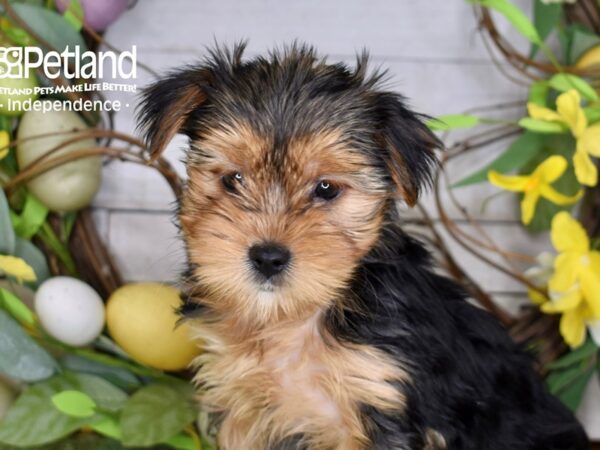 [#1194] Black & Tan Female Yorkshire Terrier Puppies For Sale