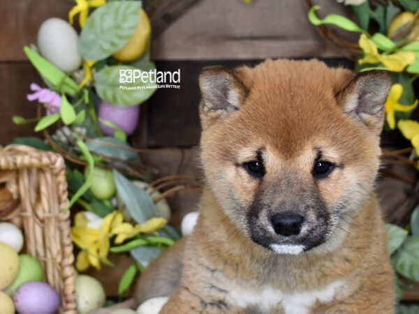 [#1181] Red Sesame Male Shiba Inu Puppies For Sale