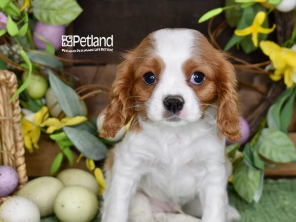 [#1178] Blenheim Male Cavalier King Charles Spaniel Puppies For Sale