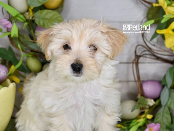[#1182] Cream & White Male Maltipoo Puppies For Sale
