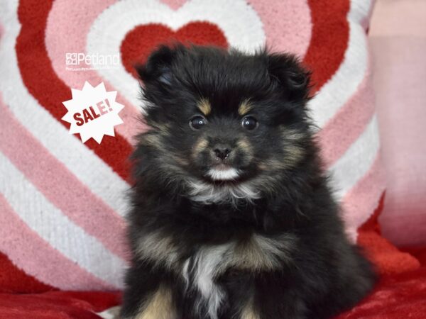 [#1165] Black & Tan Female Pomeranian Puppies For Sale