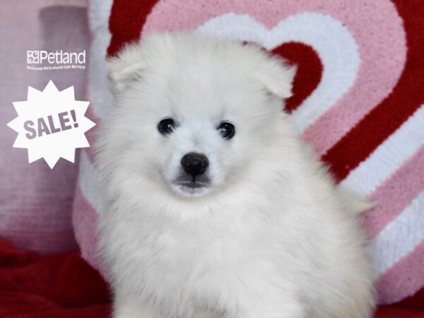 [#1151] White Male American Eskimo Puppies For Sale