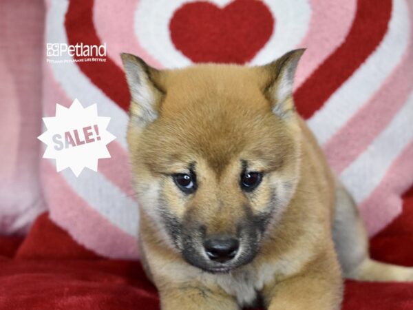 [#1160] Red Sesame Male Shiba Inu Puppies For Sale