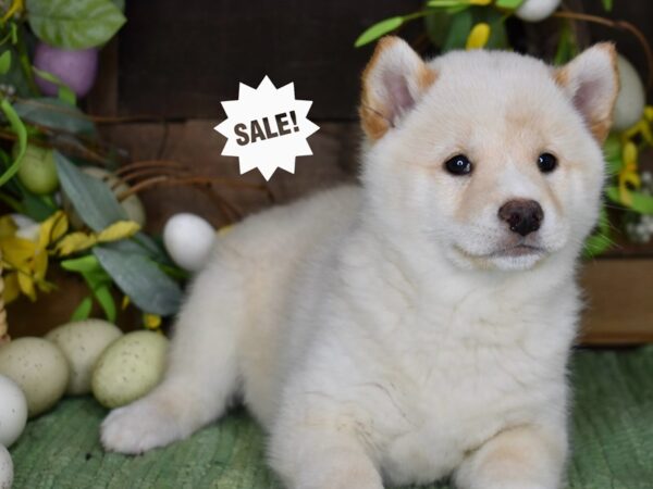 [#1180] Cream Male Shiba Inu Puppies For Sale