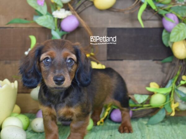 [#1223] Wild Boar, Long Haired Female Dachshund Puppies For Sale