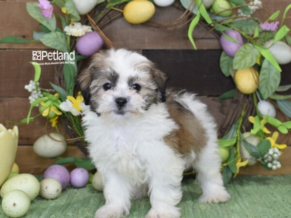 [#1222] Gold & White Female Zuchon Puppies For Sale