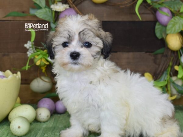 [#1221] Gold & White Male Zuchon Puppies For Sale