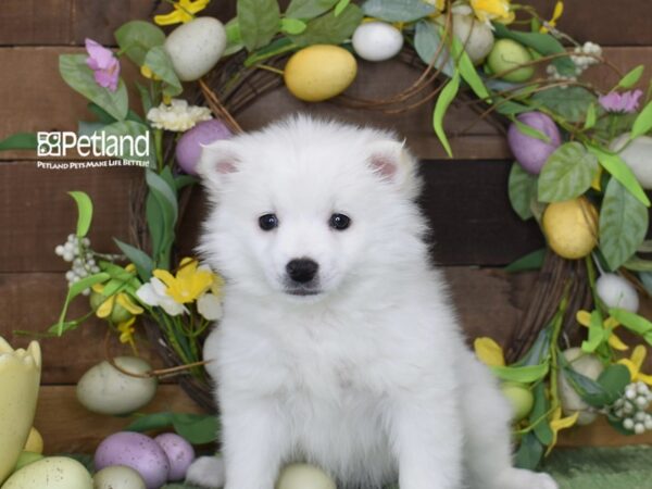 [#1219] White Female American Eskimo Puppies For Sale
