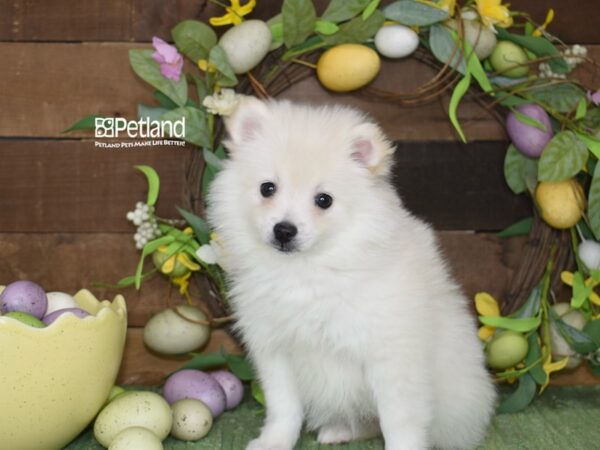 [#1218] White Female American Eskimo Puppies For Sale