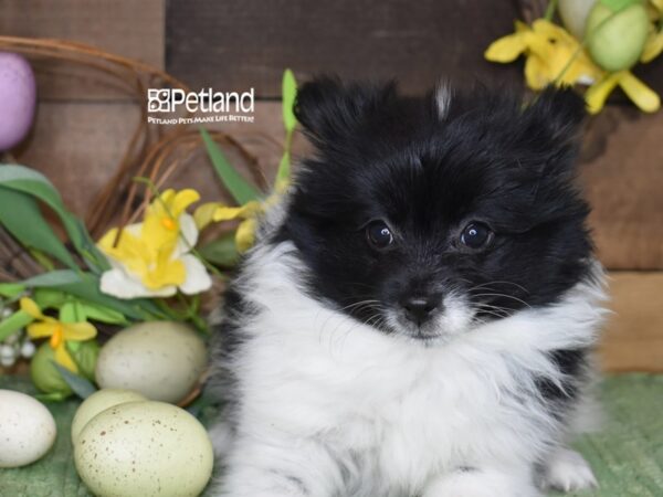 [#1204] Black & White Male Pomeranian Puppies For Sale