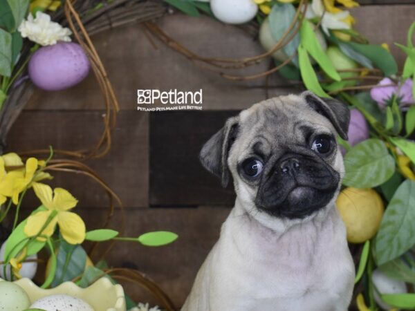 [#1230] Fawn Female Pug Puppies For Sale
