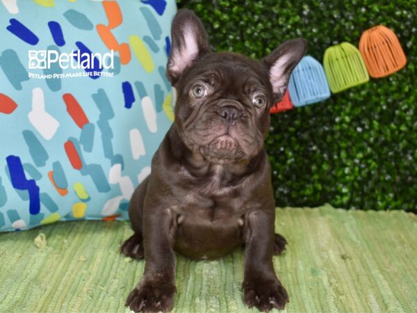 [#1234] Chocolate Brindle Male French Bulldog Puppies For Sale