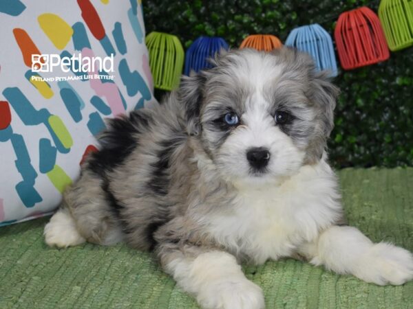 [#1242] Blue Merle Female Aussiedoodle Puppies For Sale