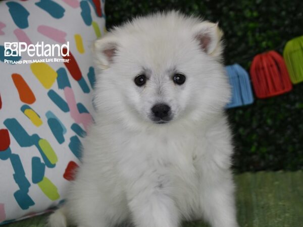 [#1238] White Female American Eskimo Puppies For Sale